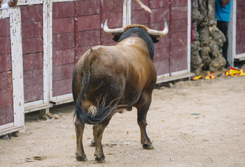  Bull in a bullring.