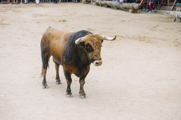  Bull in a bullring.