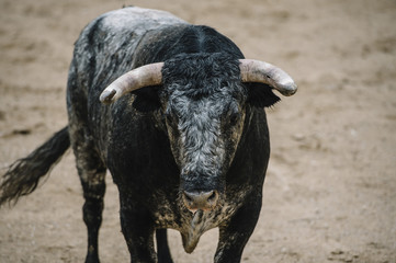  Bull in a bullring.