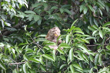 Crab-eating macaque (Macaca fascicularis) in Khao Yai National Park, Thailand