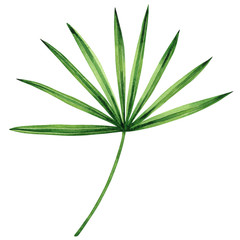 Watercolor painting coconut, palm leaf,green leaves isolated on white background.Watercolor hand painted illustration tropical exotic leaf for wallpaper vintage Hawaii style pattern.With clipping path