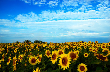 Sunflower field 4