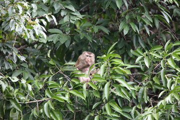 Crab-eating macaque (Macaca fascicularis) in Khao Yai National Park, Thailand