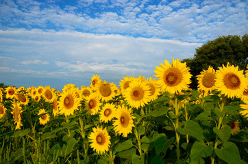 Sunflower field 5