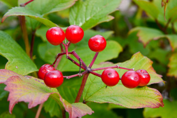Obraz premium Wasser-Schneeball (viburnum opulus)