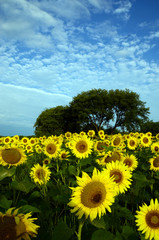 Sunflower field 5