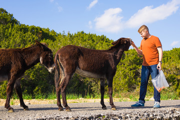 Naklejka premium Young man feeding a wild donkeys out of hand. Wildlife, mammals, animals and nature concept