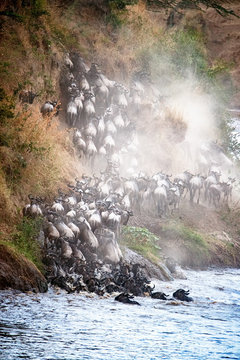 Wildebeest Climbing Up Mara River Bank