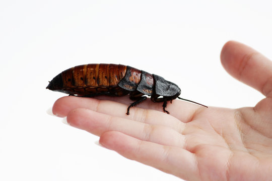 Madagascar hissing cockroach Gromphadorhina portentosa are sitting on hand of girl.