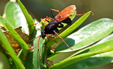 Spider wasp (Cryptocheilus sp.) Thailand