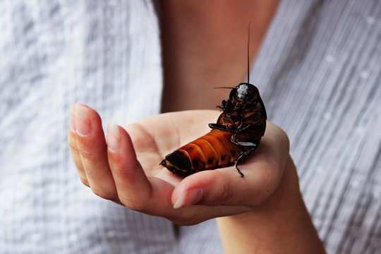 Madagascar hissing cockroach Gromphadorhina portentosa are sitting on hand of girl.