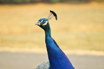 Fototapeta premium peacock