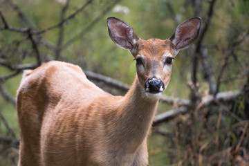White tail deer