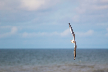 A flying seagull on the sky