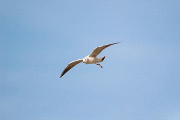 Fototapeta na wymiar A flying seagull on the sky