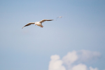 Fototapeta na wymiar A flying seagull on the sky