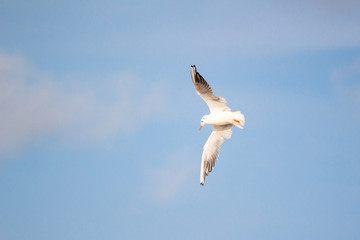 A flying seagull on the sky