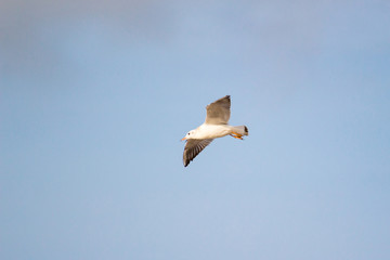 A flying seagull on the sky