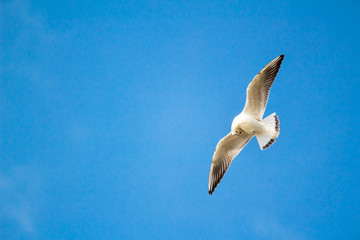 A flying seagull on the sky
