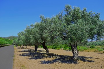 Fototapeta premium Oleve Trees