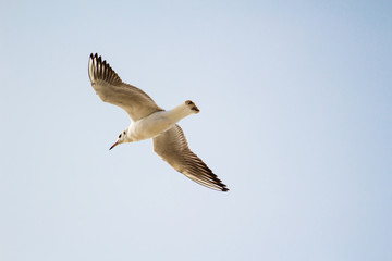 A flying seagull on the sky