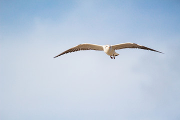 A flying seagull on the sky