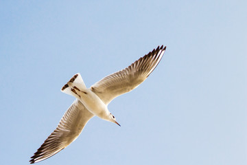A flying seagull on the sky