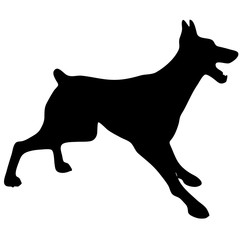 Silhouette of a dog.Vector illustration of doberman pinscher.