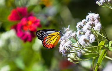 Painted Jezebel (Delias hyparete indica) Thailand