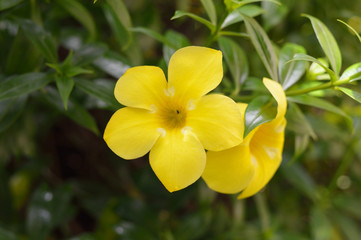 Obraz premium yellow tropical flowers