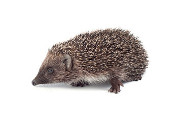 Small hedgehog on a white background