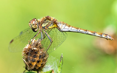 The common darter (Sympetrum striolatum) teneral male. Beds, UK
