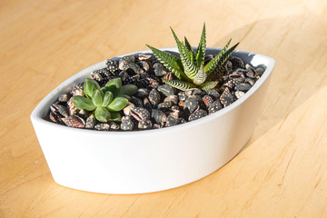 small succulents in a ceramic pot