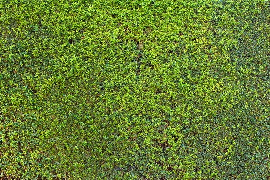 Green Hedge Background Texture