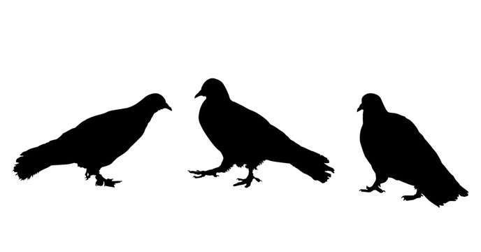 Pigeons silhouette on white background