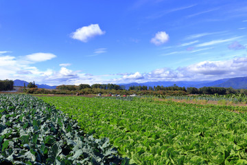 昭和村の野菜畑