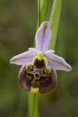 Ophrys apifera