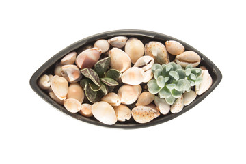 small succulents in a ceramic pot