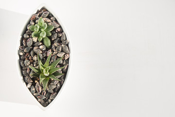small succulents in a ceramic pot