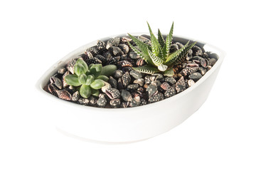 small succulents in a ceramic pot