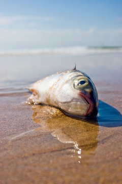 Toter Fisch am Strand von Carcavelos bei Lissabon