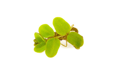 Lemna on white background
