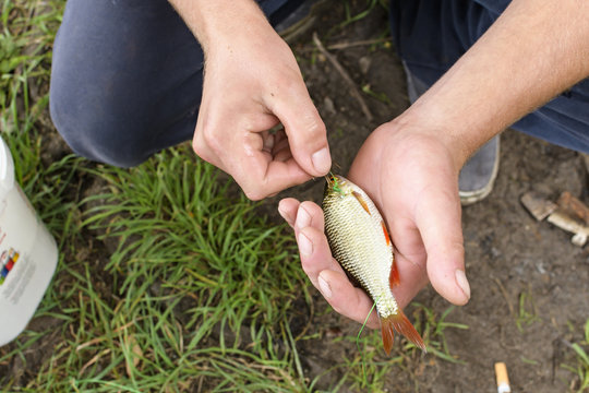 Ein kleiner Fisch wird als K&ouml;der beim angeln vorbereitet