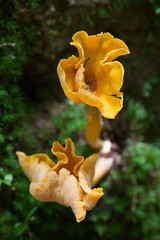 Chanterelle Mushrooms