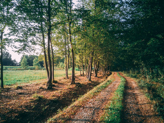 Nature trail landscape