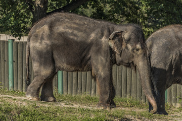 Elephant near fence in sunny evening