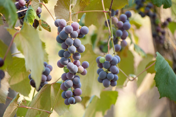 grapes in vineyard