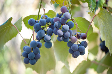 grapes in vineyard