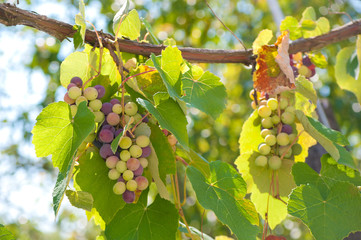 grapes in vineyard