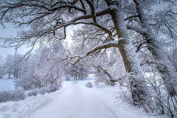 Trees in winter. Trees in the frost